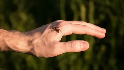 Укуси комах: 15 видів і що робити при кожному з них – Гадяч.City