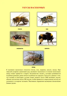 Как оказать первую помощь при укусах змей и насекомых | АМО