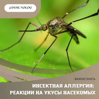 Симптомы укуса комара, блох, пчел - как их распознать | РБК Украина