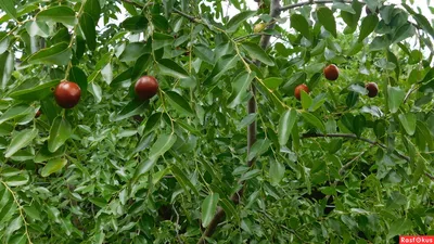 Фото: Унаби ,вкусняшка (китайский финик).. Фотолюбитель Наталья. Макро.  Фотосайт Расфокус.ру