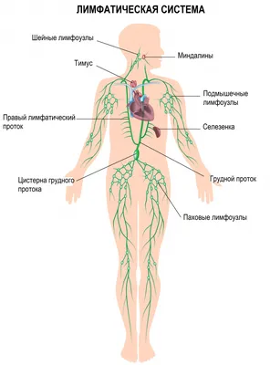 Лучевая диагностика травмы грудной клетки