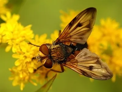 Аллергия на укус комара: чем лечить, симптомы, фото | РБК Life