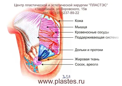 Уплотнение в груди - Семейная Клиника Александровская