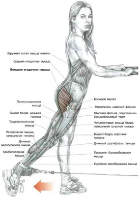 Картинки по запросу упражнения для ягодиц | Упражнения для ягодиц, Ягодицы,  Упражнения