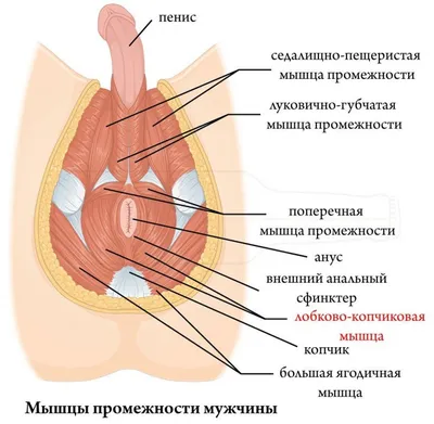 Тренажер Кегеля для мужчин и женщин - купить с доставкой по выгодным ценам  в интернет-магазине OZON (947119631)