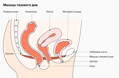 Упражнения Кегеля: укрепление мышц таза, выполнение в домашних условиях