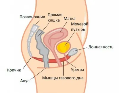 Опущение стенок влагалища и матки: безоперационное и хирургическое лечение  | Frau Klinik - клиника пластической хирургии и косметологии