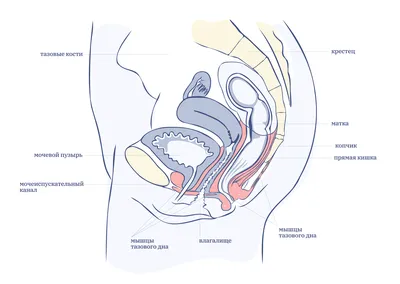 Тренировка мышц тазового дна. Упражнения \"Кегеля\". Что говорит  доказательная медицина? - YouTube