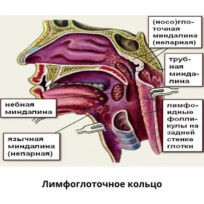 Упражнение при грыже позвоночника шейного, грудного, поясничного отдела. ЛФК  при межпозвоночной грыже – Отделение вертебрологии НКЦ №2 (ЦКБ РАН)