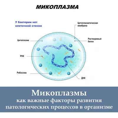 Микоплазмоз и уреаплазмоз: симптомы и лечение без антибиотиков (от А до Я)