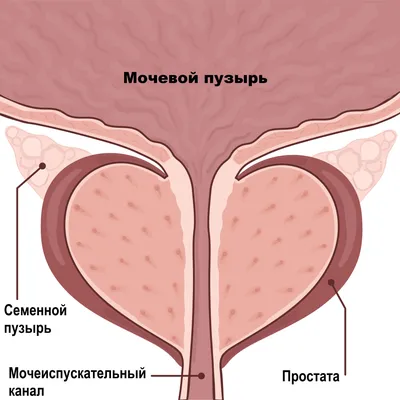 Уреаплазмоз у мужчин: симптомы и лечение, как проявляется, причины и  признаки