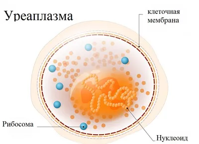 Анализ на уреаплазму - цена в СПб