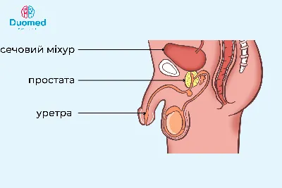 Рак уретры: ошибки диагностики и лечения | UroWeb.ru — Урологический  информационный портал!