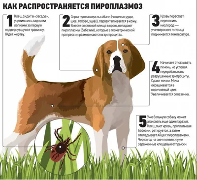 Ушной клещ у кошек: симптомы, лечение и профилактика инвазии