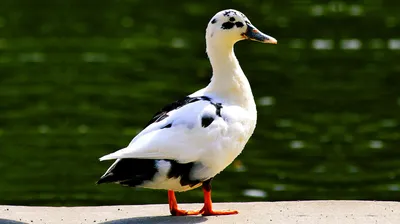 Утка Анкона - Ancona Duck
