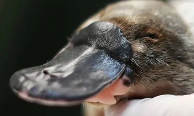 Утконос | Platypus, Australia animals, Weird animals