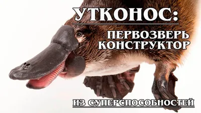 Онлайн пазл «Утконос»