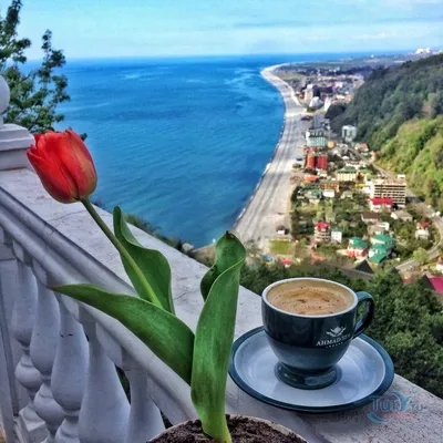 Доброе утро! 50 растительных завтраков, которые ждешь с вечера | Туманова  Наталья Юрьевна - купить с доставкой по выгодным ценам в интернет-магазине  OZON (253324936)