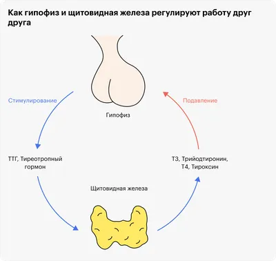 Какие нормальные размеры щитовидной железы? - effi блог