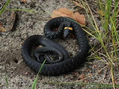 Обыкновенный уж, Natrix natrix, Grass Snake | МО, Лосиный ос… | Oleg  Nabrovenkov | Flickr