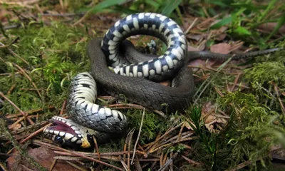 Колхидский уж (Natrix megalocephala)