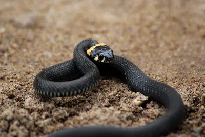 Водяной уж (Natrix tessellata)