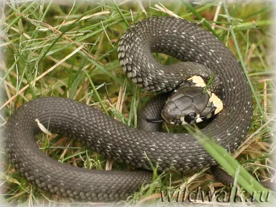 Водяной уж (Natrix tessellata)