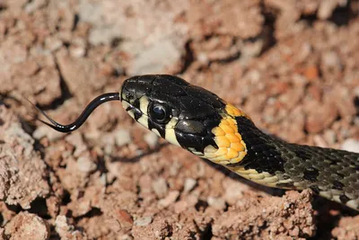 Обыкновенный уж, Natrix natrix, Grass Snake | МО, Лосиный ос… | Oleg  Nabrovenkov | Flickr