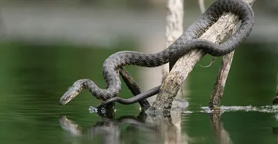 Водяной уж черная морфа | zoo-ekzo.com- Экзотические животные