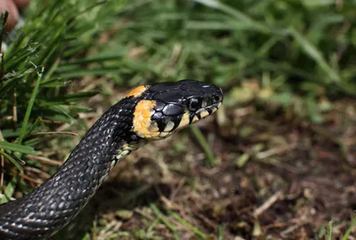 EXOPRIMA Свиноносый уж Super Anaconda (Super Conda), S купить в Москве в  зоомагазине, цены - Сами с Усами