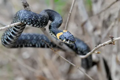 Водяной уж (Natrix tessellata)