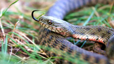 Герпетофауна Поволжья - Водяной уж (Natrix tessellata)