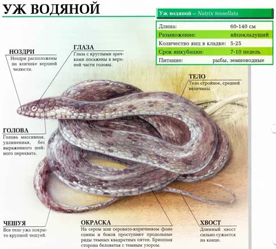 Свиноносый уж Heterodon nasicus ( Anaconda) купить в Планете экзотики