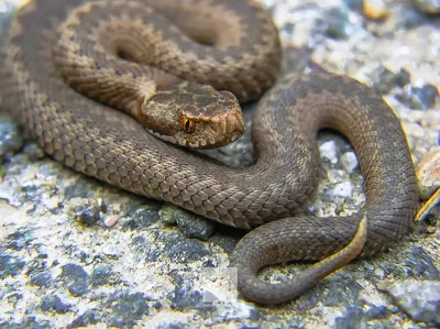 Свиноносый уж \"Heterodon nasicus\" (морфа Super Anaconda) купить в Москве по  цене 19 500 руб. в интернет-магазине ExoLife