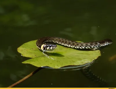 Змеи-рыболовы. Водяной уж (Natrix tesselata)