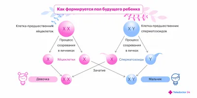 Мальчик или девочка? 3D УЗИ, допплерография. 18 недель беременности -  YouTube