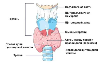 Узловой зоб — Википедия