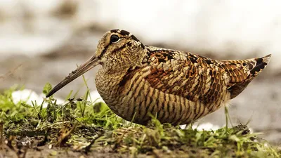 Вальдшнеп, Houtsnip, Rusticola вальдшнепа Стоковое Фото - изображение  насчитывающей рой, хаас: 129024558