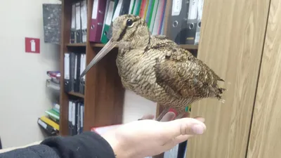 An awkward Eurasian woodcock. Birds with head injuries - YouTube