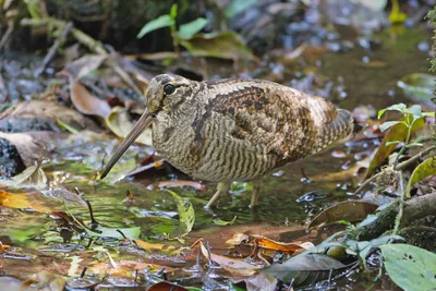 Евразийский Вальдшнеп Scolopax Rusticola В Руках Орнитологии — стоковые  фотографии и другие картинки Без людей - iStock