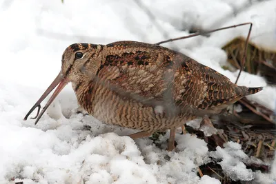 Американский вальдшнеп - eBird