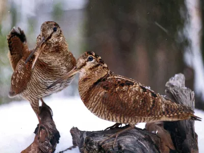 Евроазиатский вальдшнеп (rusticola вальдшнепа) изолированный на белизне  Стоковое Изображение - изображение насчитывающей вальдшнеп, фауна: 52043355