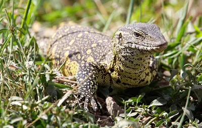 Тиморский варан Varanus timorensis, 4 года, Самец+Самка