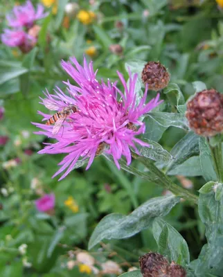 Василек синий (Centaurea cyanus L.)