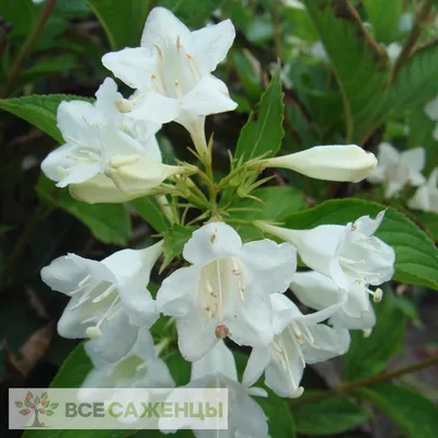 Цена на Вейгела Кандида (Weigela florida Candida) - купить саженцы