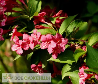 Цена на Вейгела Бристоль Руби (Weigela Bristol Ruby) - купить саженцы