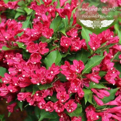 Вейгела цветущая Фолис Пурпуреус (Weigela florida Foliis Purpureis)  недорого - Зелёная Гавань