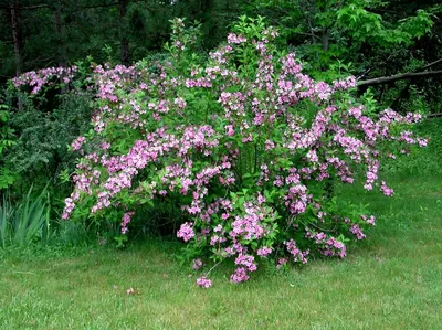 Weigela x hybrida 'Red Prince', Вейгела 'Ред Принс'|landshaft.info