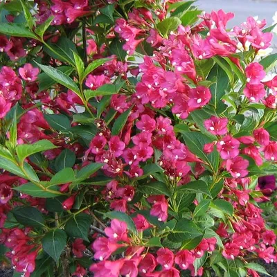 Вейгела гибридная Стириака Weigela hybrida Styriaca - купить декоративные и  хвойные растения с доставкой по Украине в магазине Добродар