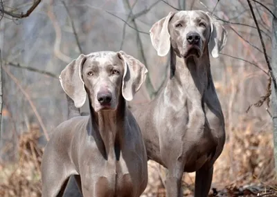 Веймаранер (Weimaraner) - это умная, трудолюбивая и дружелюбная порода  собак. Фото, описание и отзывы.